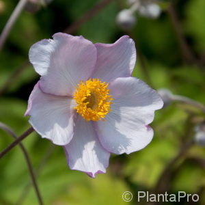 Anemone hupehensis'September Charm'