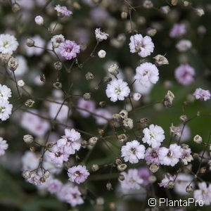 Gypsophila repens'Rosenschleier'