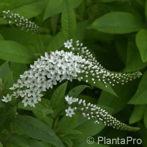 Lysimachia clethroides