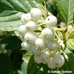 Cornus sericea'Flaviramea'