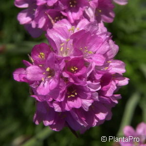 Armeria maritimarosa