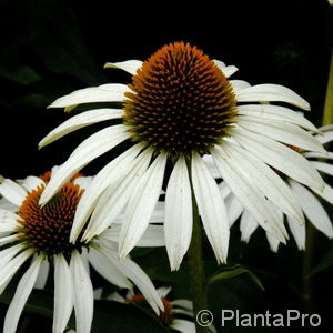 Echinacea purpurea'Alba'