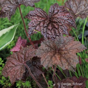 Heuchera micrantha'Palace Purple'