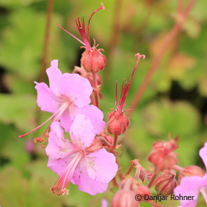 Geranium cantabrigiense'Karmina'