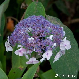 Hydrangea aspera'Macrophylla'