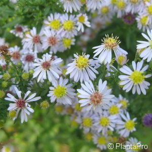 Aster ericoides