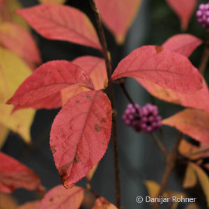 Callicarpa bodinieri'Profusion'