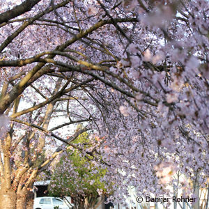 Prunus serrulata'Kanzan'