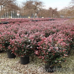 Photinia fraseri (x)'Little Red Robin'