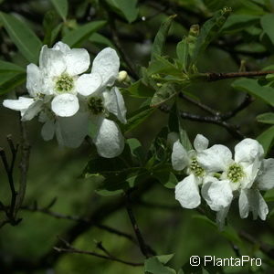 Exochorda racemosa