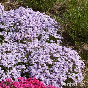 Phlox (Subulata-Gruppe)'Emerald Cushion Blue'