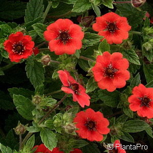 Potentilla atrosanguinea'Gibson's Scarlet'