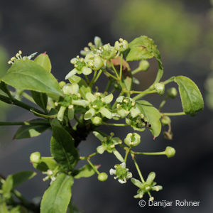 Euonymus europaeus