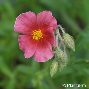 Helianthemum'Dompfaff'