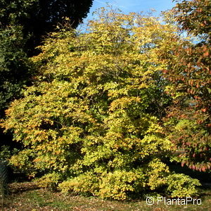 Staphylea pinnata