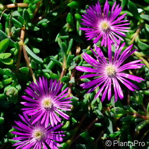 Delosperma cooperi