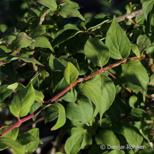 Kolkwitzia amabilis'Pink Cloud'