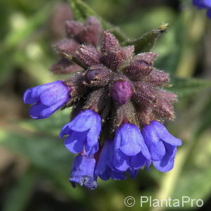 Pulmonaria longifolia'E.B. Anderson'