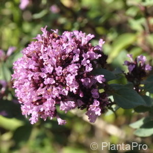 Origanum laevigatum'Herrenhausen'