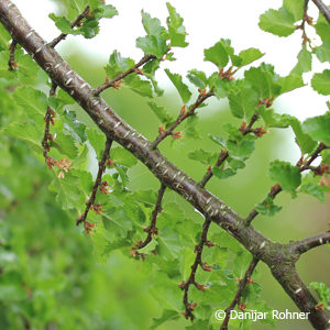 Nothofagus antarctica