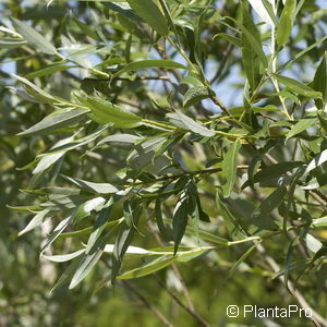 Salix purpurea