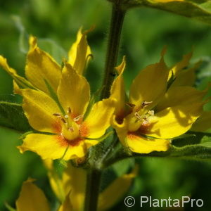 Lysimachia punctata