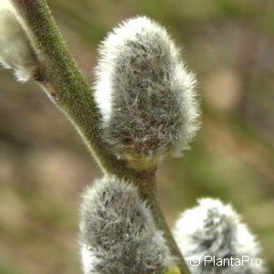 Salix caprea