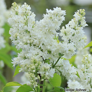 Syringa vulgaris'Mme Lemoine'