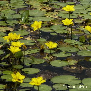 Nymphoides peltata