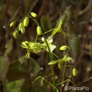 Epimedium pinnatum