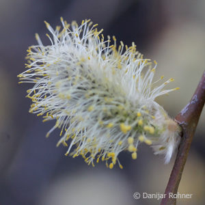 Salix caprea'Kilmarnock'