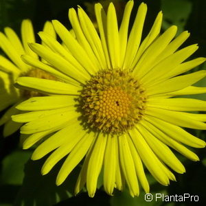 Doronicum orientale