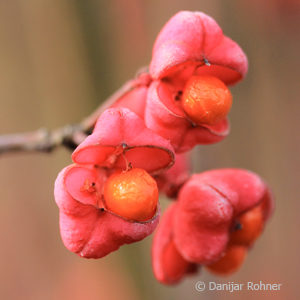 Euonymus europaeus