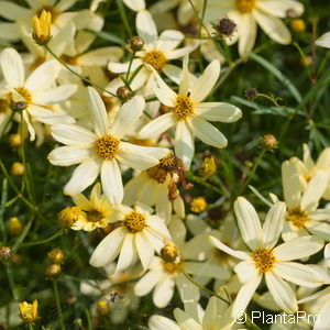 Coreopsis verticillata'Moonbeam'