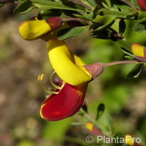 Cytisus scoparius'Firefly'