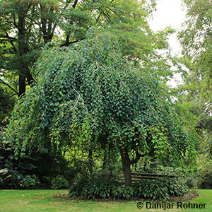 Cercidiphyllum japonicum'Pendulum'