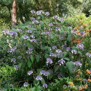 Hydrangea aspera'Macrophylla'