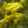 Corydalis lutea