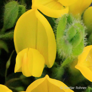 Cytisus decumbens