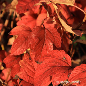 Viburnum opulus