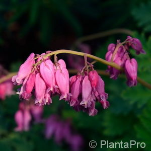 Dicentra formosa'Luxuriant'