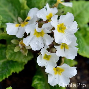 Primula (Juliae-Gruppe)'Wanda'