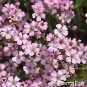 Gypsophila repens'Rosea'