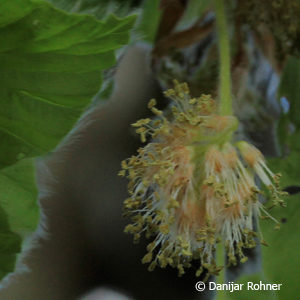 Fagus sylvatica'Pendula'