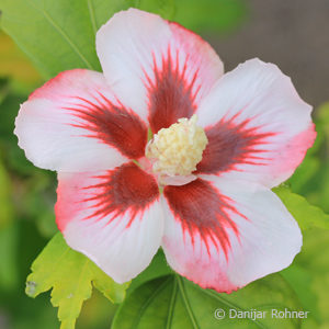 Hibiscus syriacus'Hamabo'