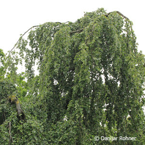 Fagus sylvatica'Pendula'