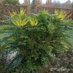 Mahonia media (x)'Winter Sun'