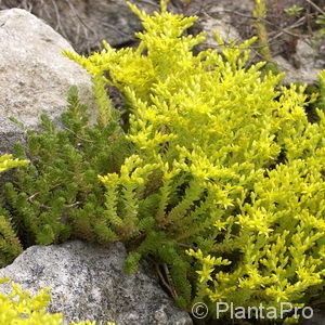 Sedum acre