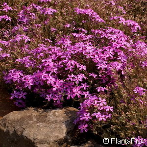 Phlox (Subulata-Gruppe)'Daisy Hill'