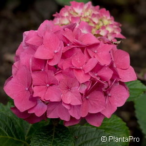 Hydrangea macrophyllaTeller rot